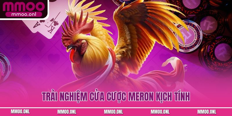 Trải nghiệm cửa cược Meron kịch tính